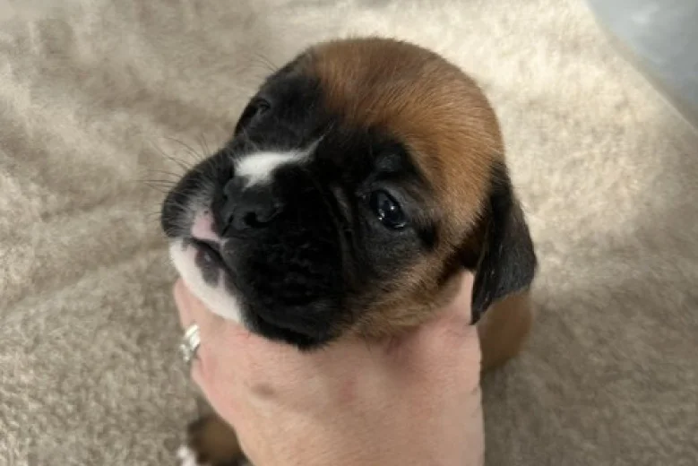 Boxer