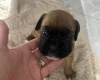Boxer