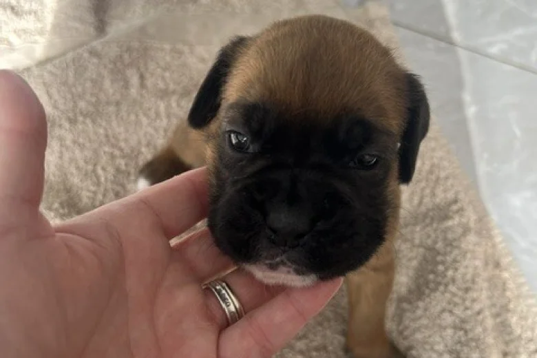Boxer