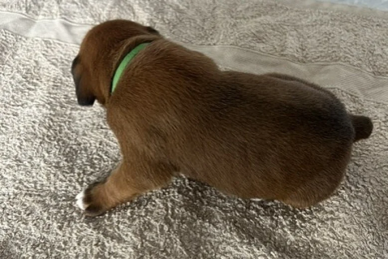 Boxer
