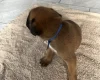 Boxer