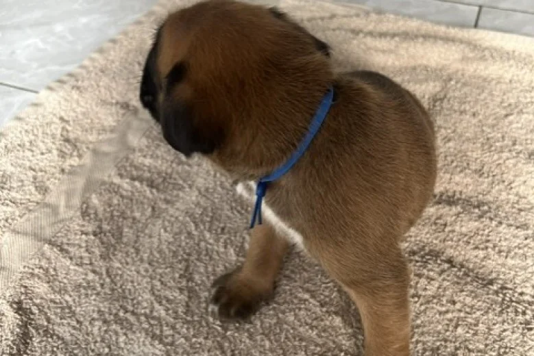 Boxer