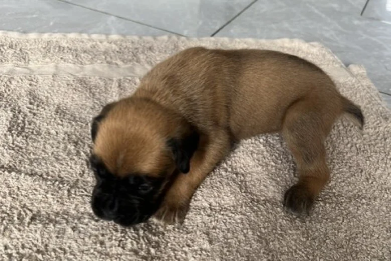 Boxer