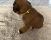 Boxer