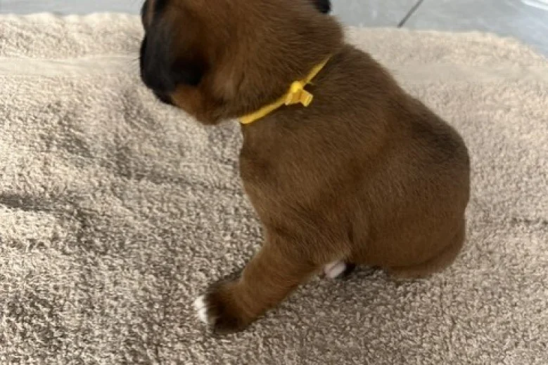 Boxer