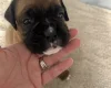 Boxer