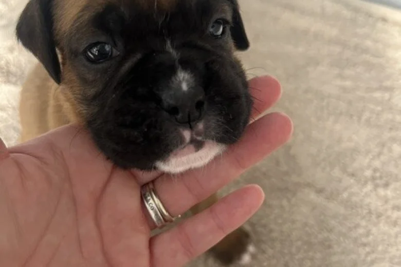 Boxer