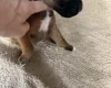 Boxer