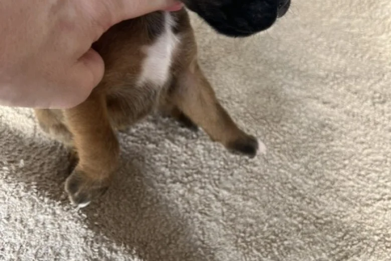 Boxer