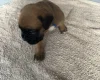 Boxer