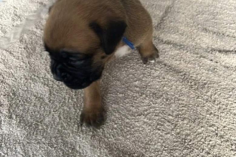 Boxer