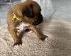 Boxer