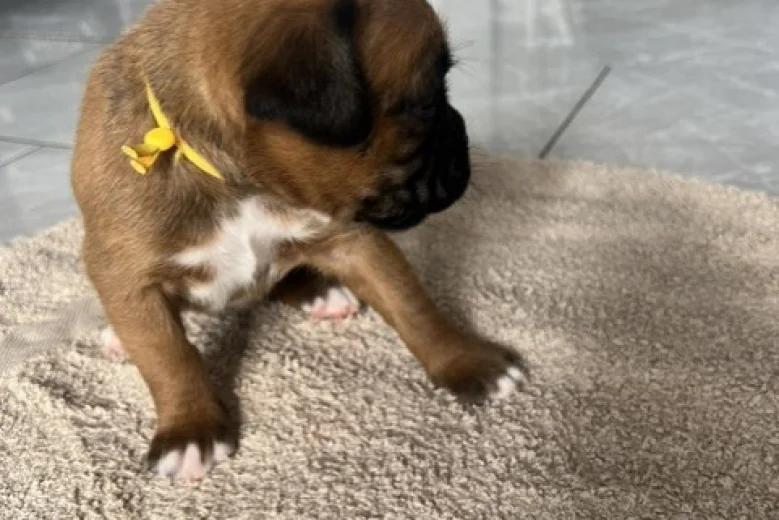 Boxer
