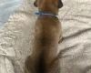 Boxer