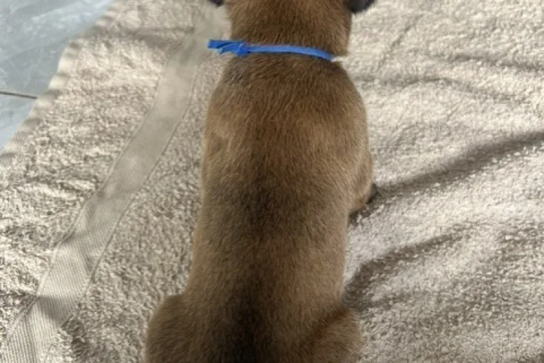 Boxer