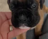 Boxer