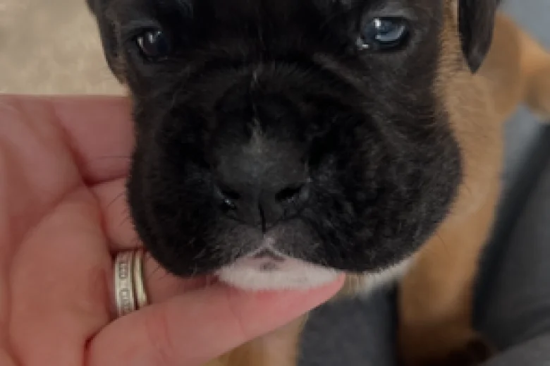 Boxer