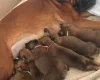 Boxer