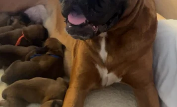 Boxer