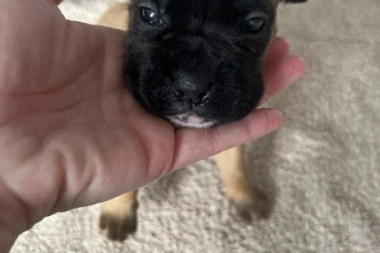 Boxer