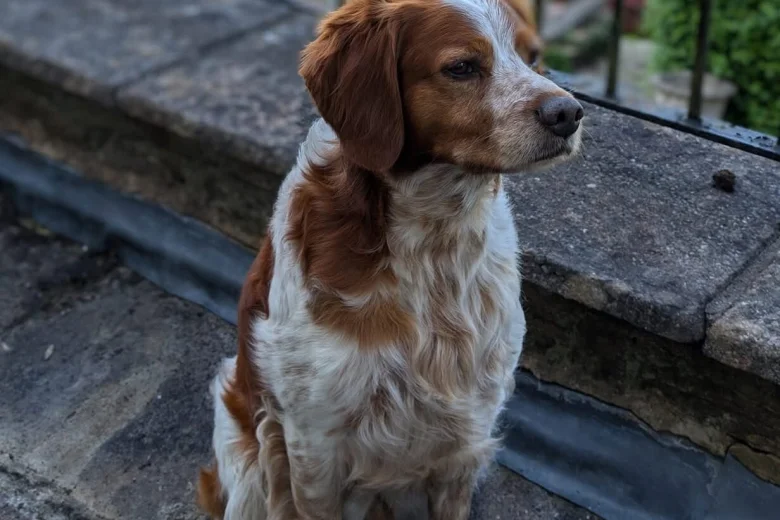 Brittany