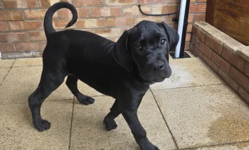 Cane Corso
