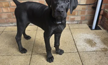 Cane Corso