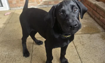 Cane Corso