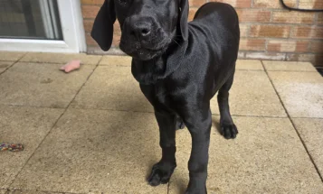 Cane Corso