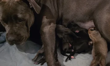 Cane Corso
