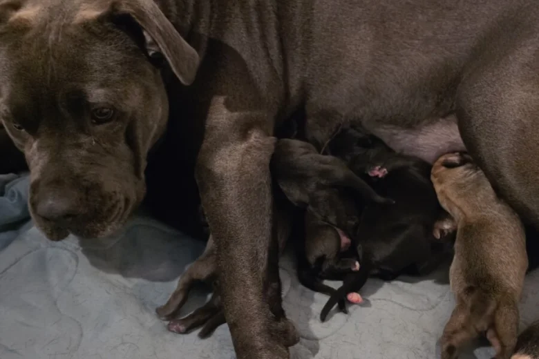 Cane Corso