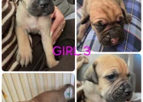 Puppy 3
