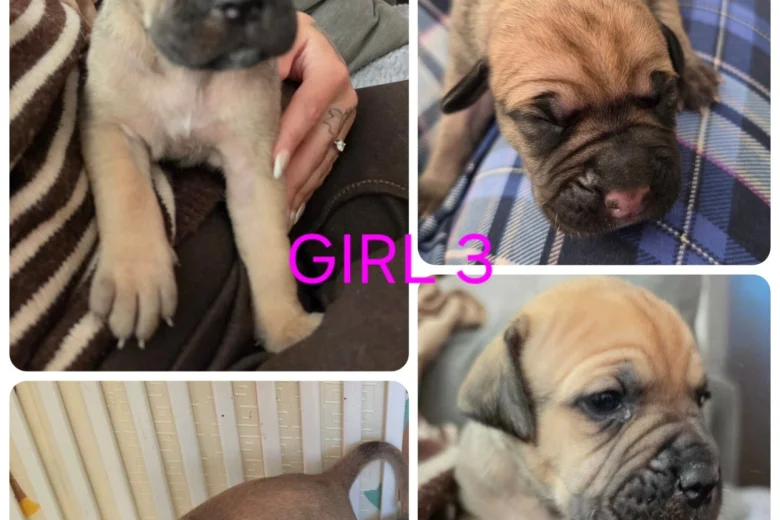 Cane Corso