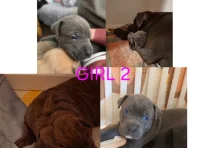 Puppy 4