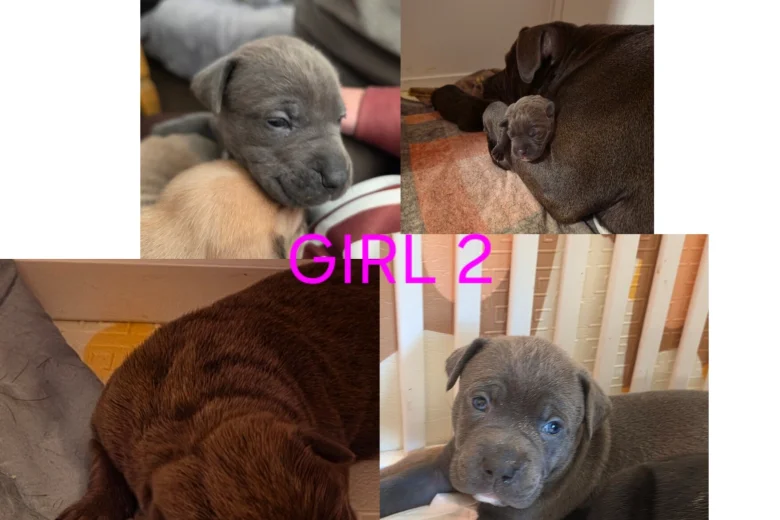 Cane Corso