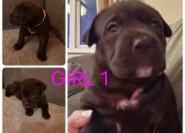 Puppy 5