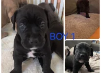 Puppy 1