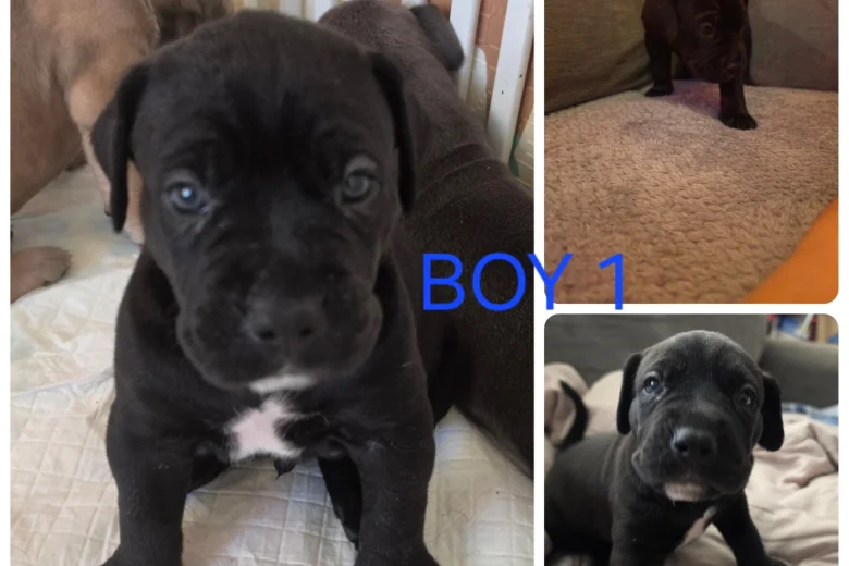 Cane Corso
