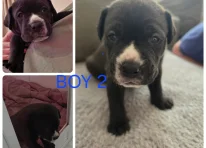 Puppy 2