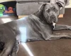 Cane Corso