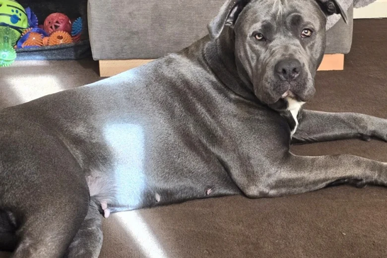 Cane Corso
