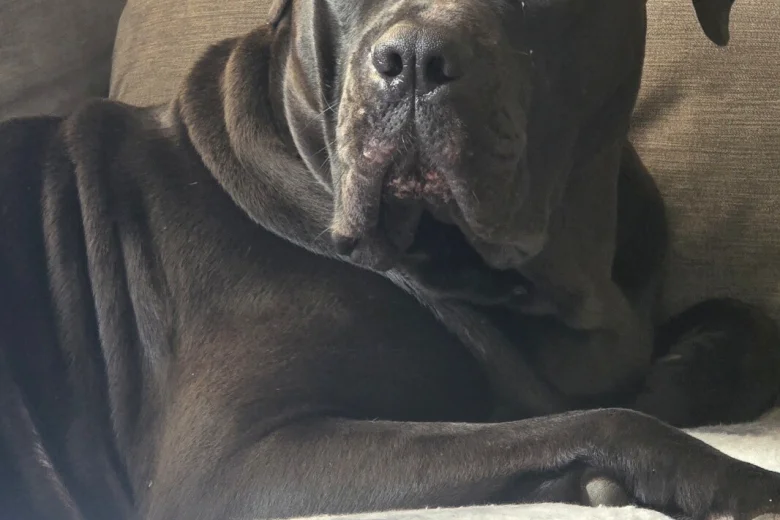 Cane Corso