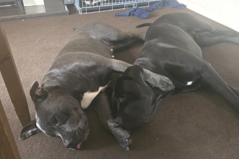 Cane Corso