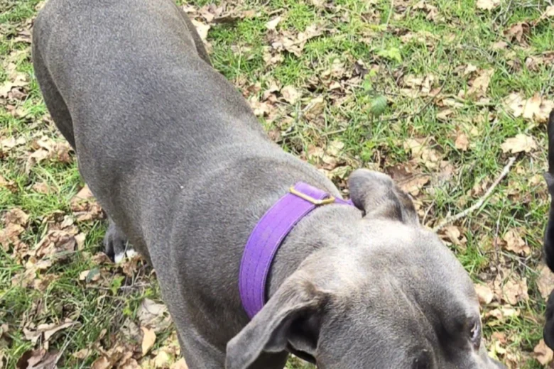 Cane Corso