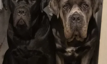 Cane Corso