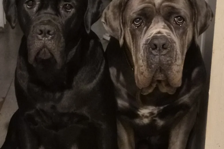 Cane Corso