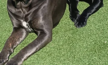 Cane Corso