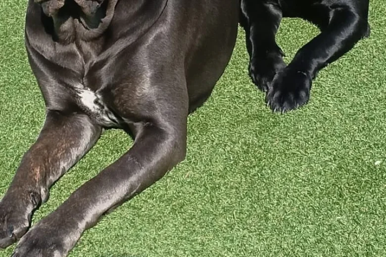 Cane Corso