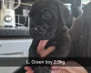 Cane Corso