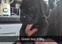 Puppy 5